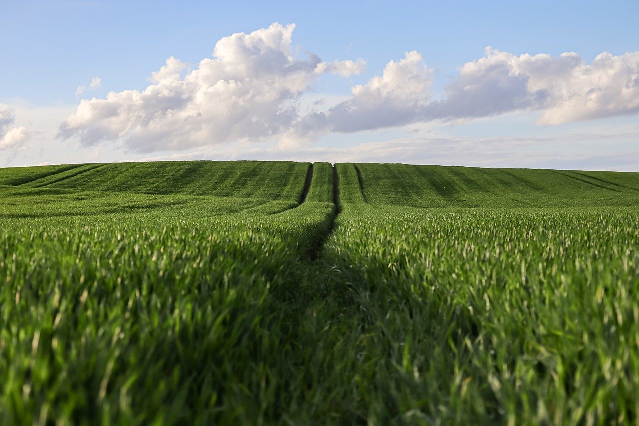 creative-01 wheat, wheatfield, agriculture, nature, landscape, rural, agricultural, arable land, cereals, sunset