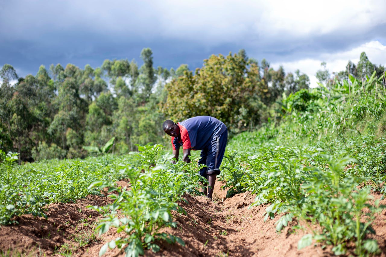 creative-03 A dedicated African farmer tends to crops in a lush, vibrant field under a dramatic sky.
