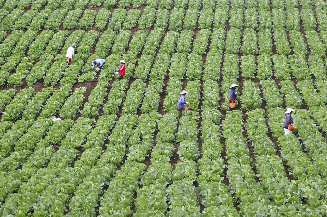 creative-02 Farmers picking crops in lush green fields of Batu, East Java, Indonesia, showcasing agriculture.